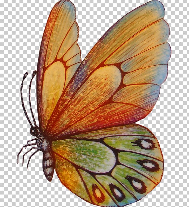 Butterfly Drawing PNG, Clipart, Art, Brush Footed Butterfly, Butterflies And Moths, Butterfly, Cartoon Free PNG Download