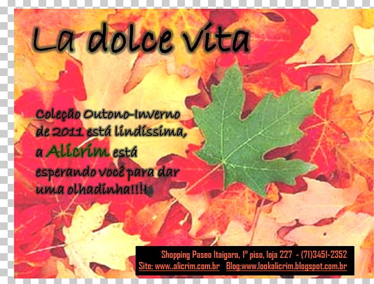 Leaf Autumn Photography Idea PNG, Clipart, Autumn, Chemistry, Chlorophyll, Definition, Desktop Wallpaper Free PNG Download
