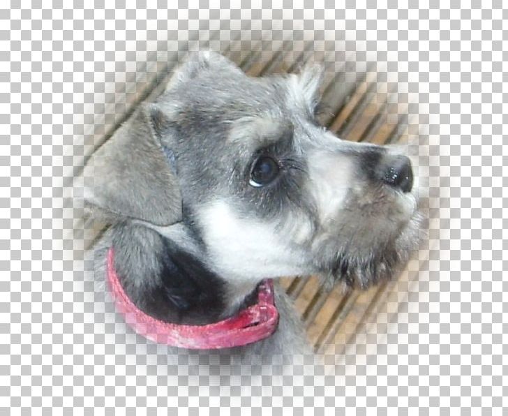 Miniature Schnauzer Standard Schnauzer Dog Breed Companion Dog PNG, Clipart, Breed, Carnivoran, Companion Dog, Dog, Dog Breed Free PNG Download