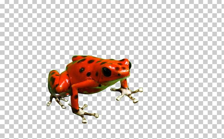 Toad True Frog The Dream Star Wars™: Force Arena PNG, Clipart, Amphibian, Animals, Download, Dream, Framed 2 Free PNG Download
