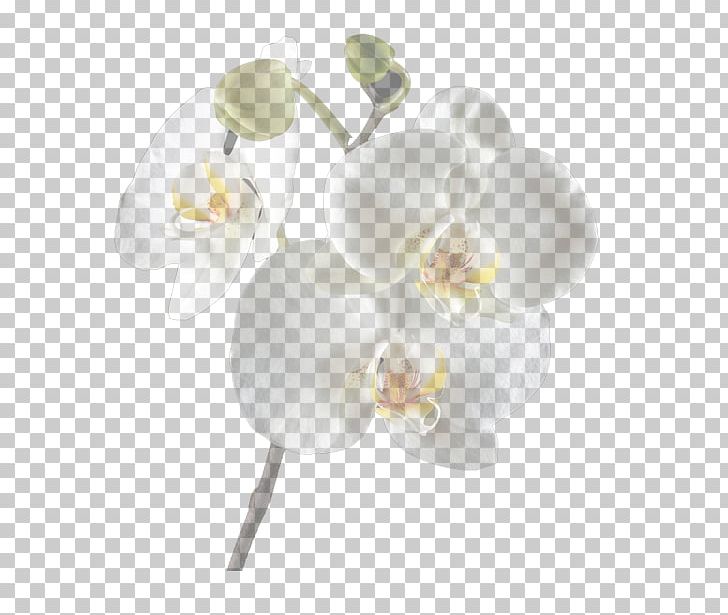 Moth Orchids Cut Flowers PNG, Clipart, Art White, Clip Art, Cut Flowers, Floristry, Flower Free PNG Download