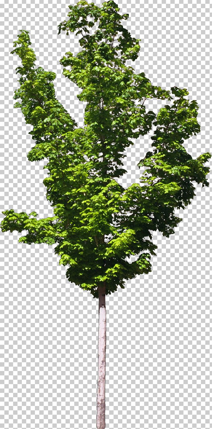 Zelkova Serrata Tree Plant Bonsai PNG, Clipart, Bonsai, Branch, Bushes, Evergreen, Landscape Architecture Free PNG Download