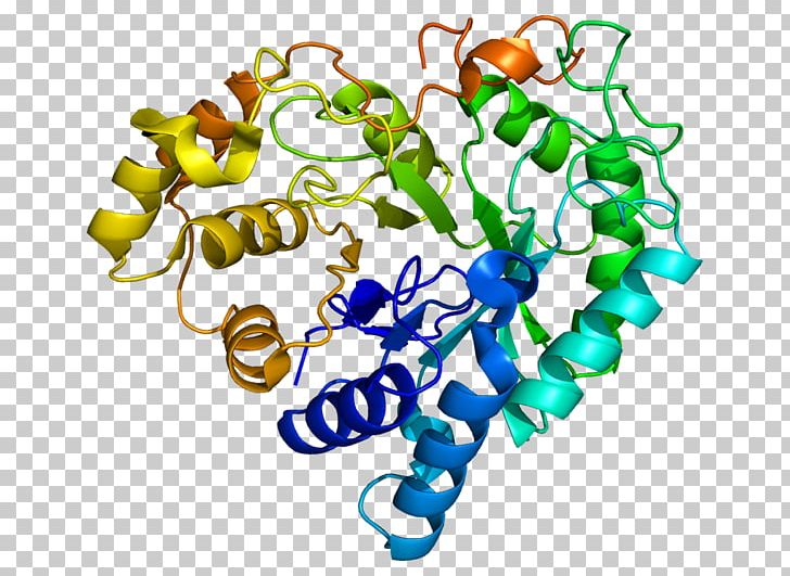 AKR1B10 Aldo-keto Reductase Protein Enzyme Gene PNG, Clipart, Akr1b10, Aldehyde, Aldo, Aldoketo Reductase, Aldose Free PNG Download