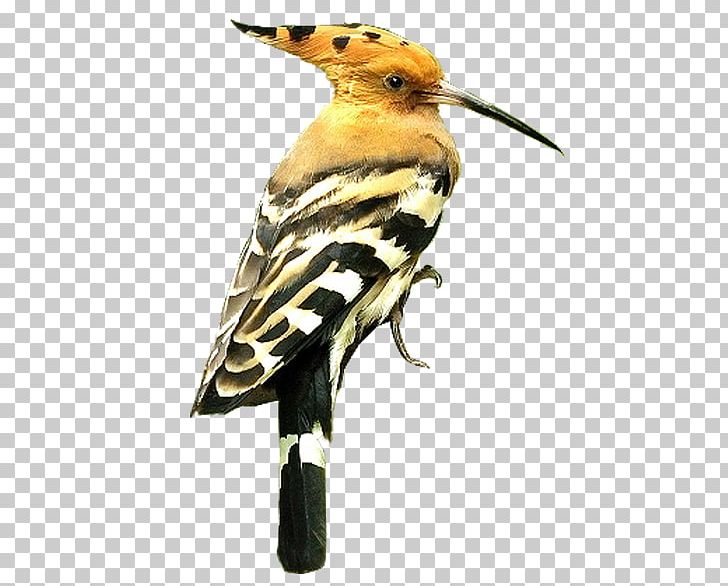 Bird Beak Eurasian Hoopoe Finches Bee-eater PNG, Clipart, 109, African Hoopoe, Animal, Animals, Beak Free PNG Download