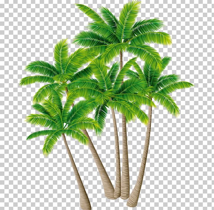 Coconut Palm Trees Portable Network Graphics Shrub PNG, Clipart, Arecales, Coconut, Date Palm, Desktop Wallpaper, Download Free PNG Download