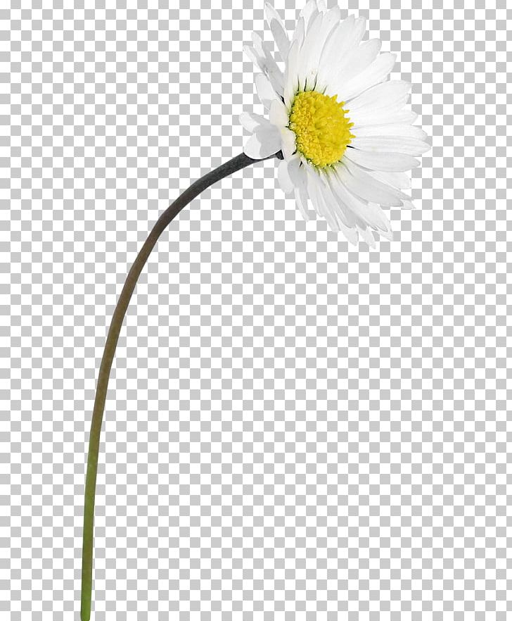 Common Daisy Oxeye Daisy Roman Chamomile Transvaal Daisy Dandelion PNG, Clipart, Chamaemelum, Chamaemelum Nobile, Common Daisy, Daisy, Daisy Family Free PNG Download