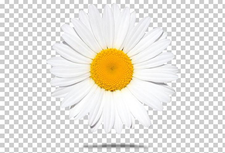 Common Daisy Stock Photography Oxeye Daisy PNG, Clipart, Aster, Chamaemelum Nobile, Chrysanthemum, Chrysanths, Common Daisy Free PNG Download