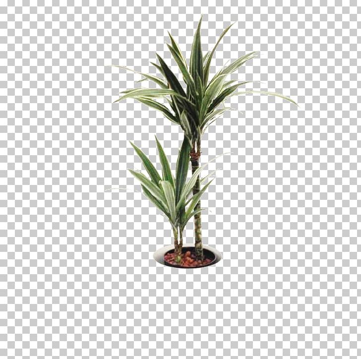 Dragon Tree Dracaena Fragrans Houseplant Arecaceae Flowerpot PNG, Clipart, Arecaceae, Arecales, Dracaena, Dracaena Fragrans, Dracaena Reflexa Var Angustifolia Free PNG Download