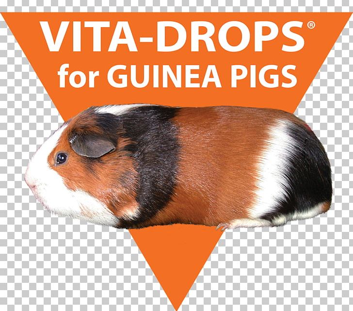 Guinea Pig Scurvy Vitamin C Hypovitaminosis PNG, Clipart, Diet, Fauna, Food, Guinea, Guinea Pig Free PNG Download