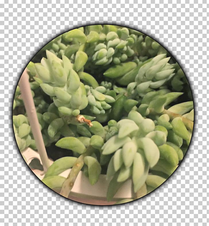 Light Succulent Plant Stonecrop Cactaceae PNG, Clipart, Aerial Root, Bryophyllum Daigremontianum, Cactaceae, Cactus, Gardening Free PNG Download
