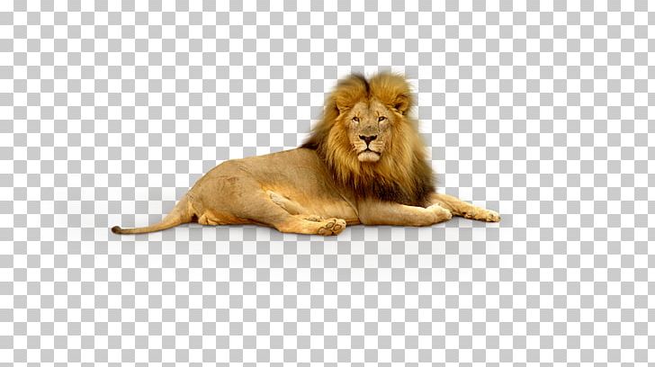 Lion Tiger PNG, Clipart, Animal, Animals, Big Cat, Big Cats, Brown Free PNG Download