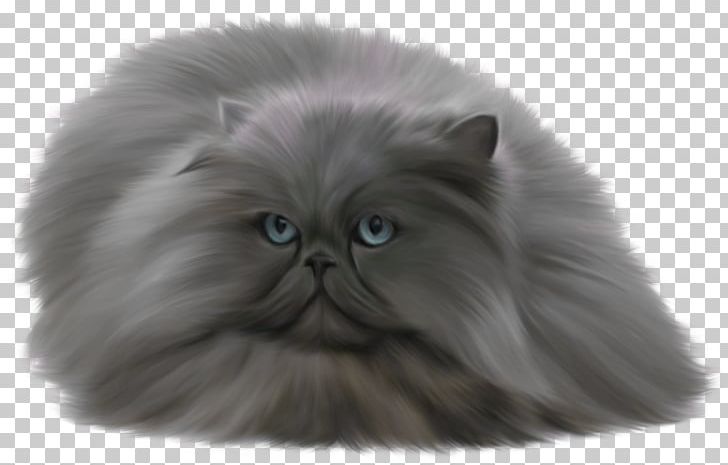 Persian Cat Ragdoll British Shorthair Norwegian Forest Cat Cheetoh PNG, Clipart, Animal, Animals, Asian Semi Longhair, British Semi Longhair, British Shorthair Free PNG Download