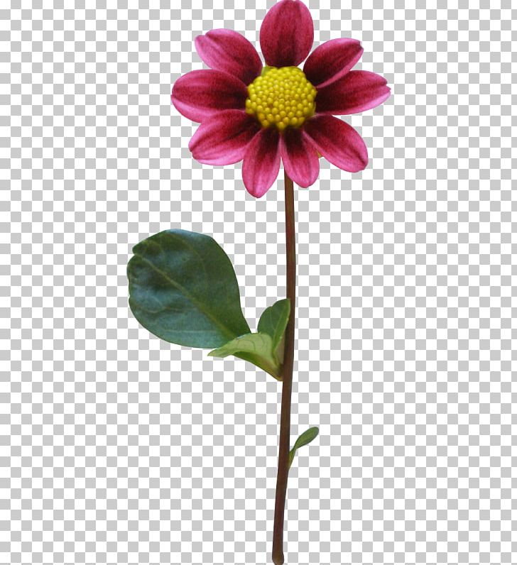 Dahlia Flower PNG, Clipart, Cut Flowers, Dahlia, Daisy Family, Desktop Wallpaper, Download Free PNG Download