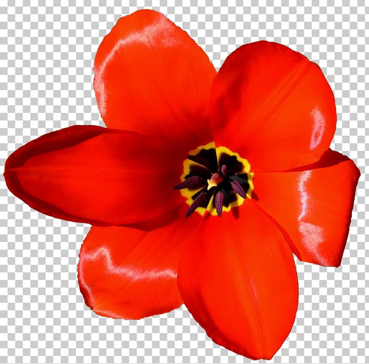 Flower Tulip Petal Microsoft PowerPoint Presentation PNG, Clipart, Coquelicot, Cut Flowers, Flower, Flower Crown, Flowering Plant Free PNG Download