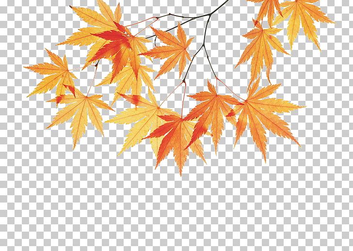 Maple Branch PNG, Clipart, Autumn, Branch Clipart, Branches, Early, Early Autumn Free PNG Download