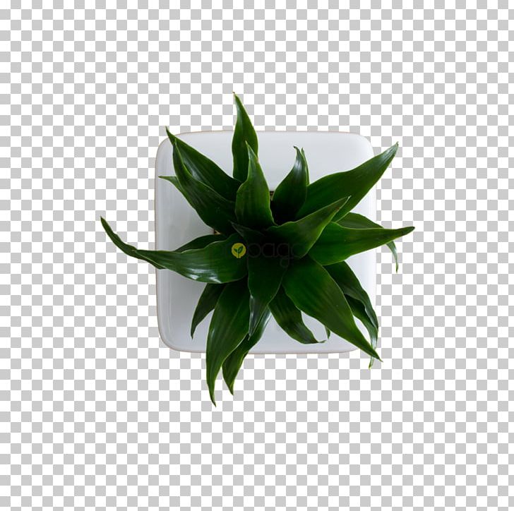 Plant Flowerpot Leaf Agave INAV DBX MSCI AC WORLD SF PNG, Clipart, Agave, Flowerpot, Food Drinks, Inav Dbx Msci Ac World Sf, Leaf Free PNG Download