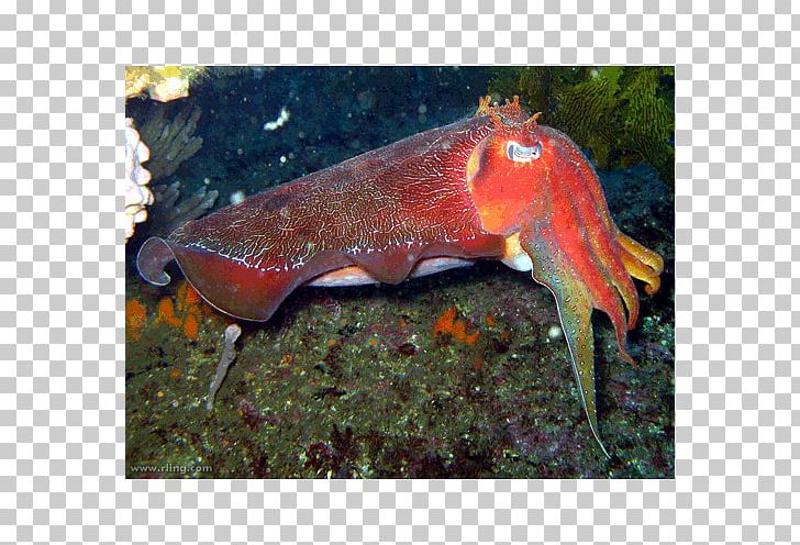 Sepia Apama Cuttlefish Sepia Latimanus Australia Cephalopod PNG, Clipart, Animal, Animals, Animal Source Foods, Australia, Australian Free PNG Download