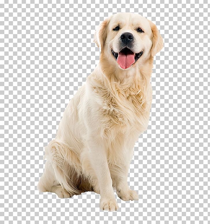 Golden Retriever Tibetan Terrier Old English Sheepdog Bulldog Puppy PNG, Clipart, Animal, Animals, Breed, Carnivoran, Companion Dog Free PNG Download