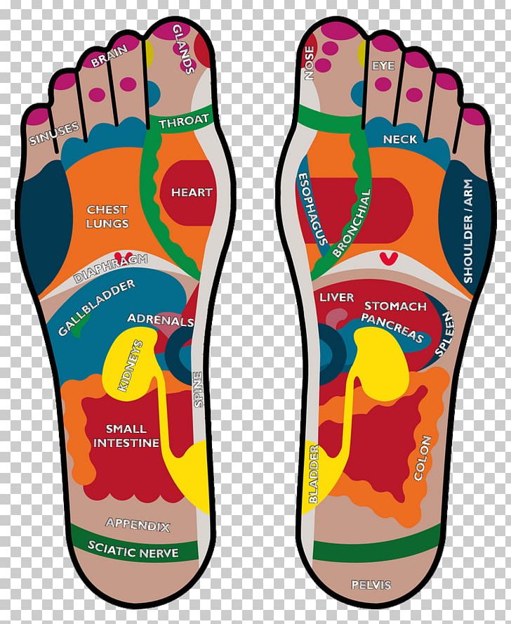 Podalgia Reflexology Foot Human Body Health PNG, Clipart, Disease, Feet First, Foot, Footwear, Health Free PNG Download