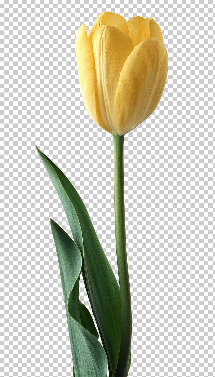 Tulip Theme Encapsulated PostScript PNG, Clipart, Bud, Coreldraw, Cut Flowers, Desktop Wallpaper, Encapsulated Postscript Free PNG Download