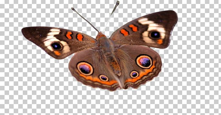Insect Butterfly 1080p Desktop Flower PNG, Clipart, 1080p, Animals, Arthropod, Brush Footed Butterfly, Butterfly Free PNG Download