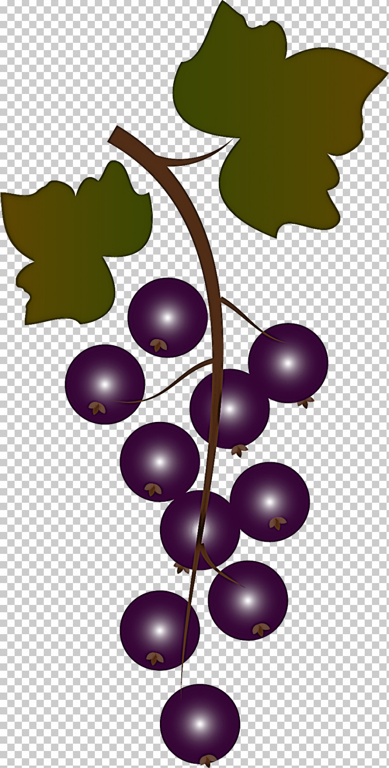 Grape Leaf Grape Leaves Grapevine Family Plant PNG, Clipart, Fruit, Grape, Grape Leaves, Grapevine Family, Leaf Free PNG Download