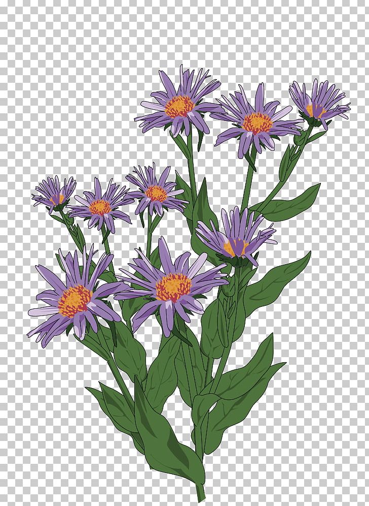 Aster Pyrenaeus Daisy Family Flower Drawing PNG, Clipart, Annual Plant, Aster, Aster Pyrenaeus, Computer Icons, Daisy Free PNG Download