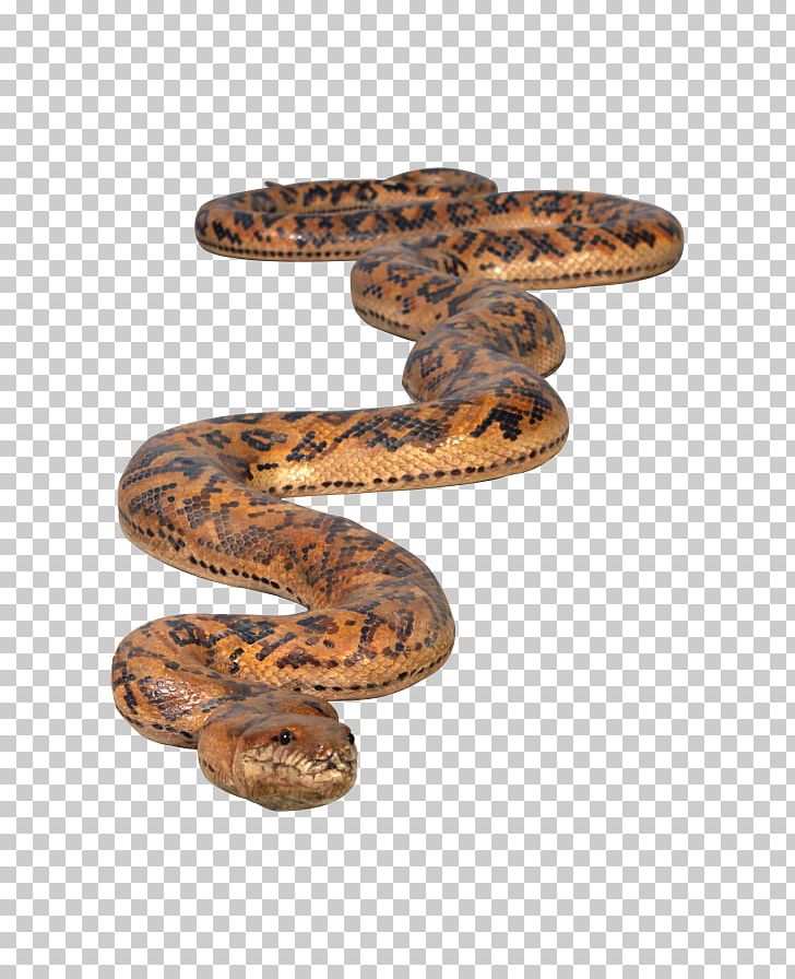 Boa Constrictor Rattlesnake Python Glass Fiber PNG, Clipart, Adhesive, Animal, Animals, Boa Constrictor, Boas Free PNG Download