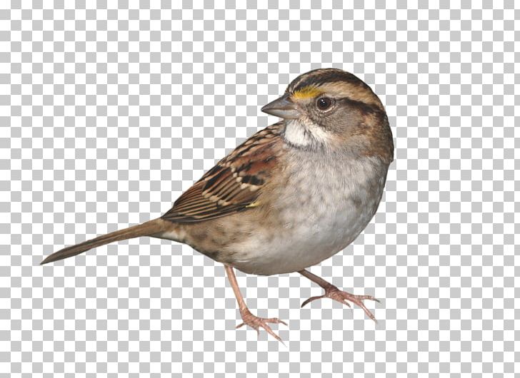 House Sparrow Bird PNG, Clipart, Animal, Animals, Beak, Bird, Canvas Free PNG Download