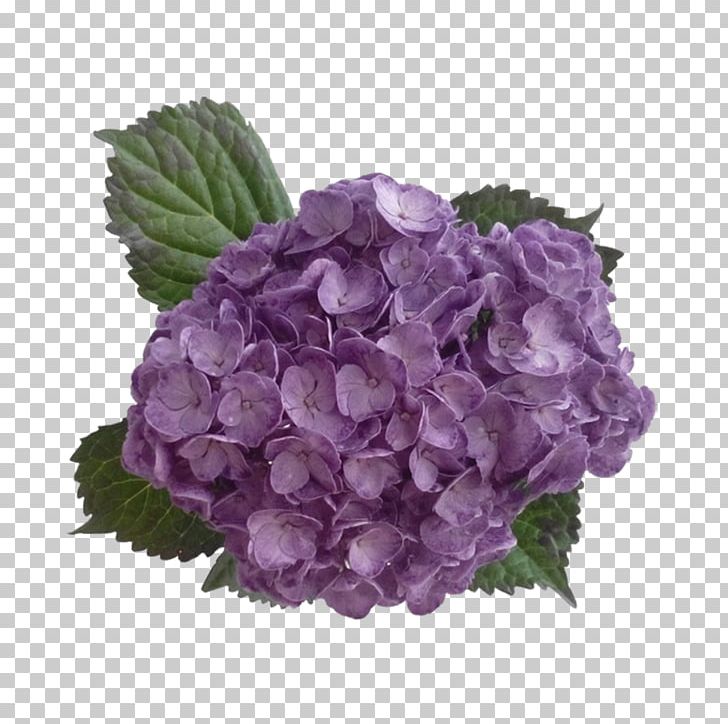Hydrangea Purple Lavender Flower Lilac PNG, Clipart, Annual Plant, Art, Blue, Color, Cornales Free PNG Download