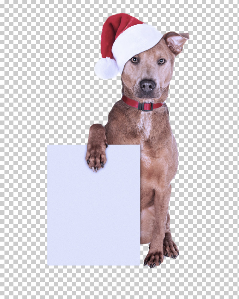 Dog Santa Hat Christmas PNG, Clipart, American Pit Bull Terrier, Bow Tie, Christmas, Costume, Dog Free PNG Download