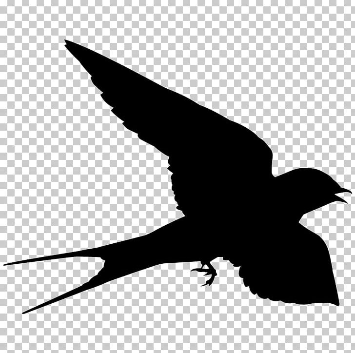 Bird Barn Swallow Falcon Cornell Lab Of Ornithology PNG, Clipart, All About Birds, Animals, Barn Swallow, Beak, Bird Free PNG Download
