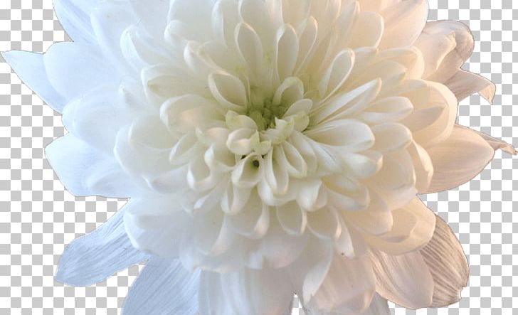 Cut Flowers White Petal Flower Bouquet PNG, Clipart, Chrysanths, Cut Flowers, Dahlia, Daisy Family, Desktop Wallpaper Free PNG Download
