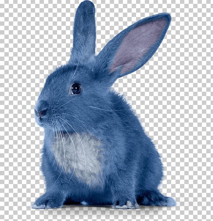 Krosh Rabbit Sovunya Pin Animation PNG, Clipart, Animal, Animals, Animation, Domestic Rabbit, Hare Free PNG Download