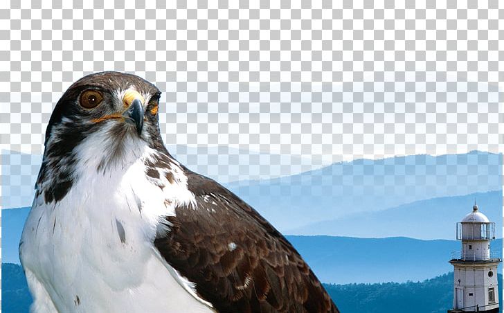 Laptop High-definition Television 1080p High-definition Video PNG, Clipart, 1080p, Accipitriformes, Animals, Bald Eagle, Beak Free PNG Download
