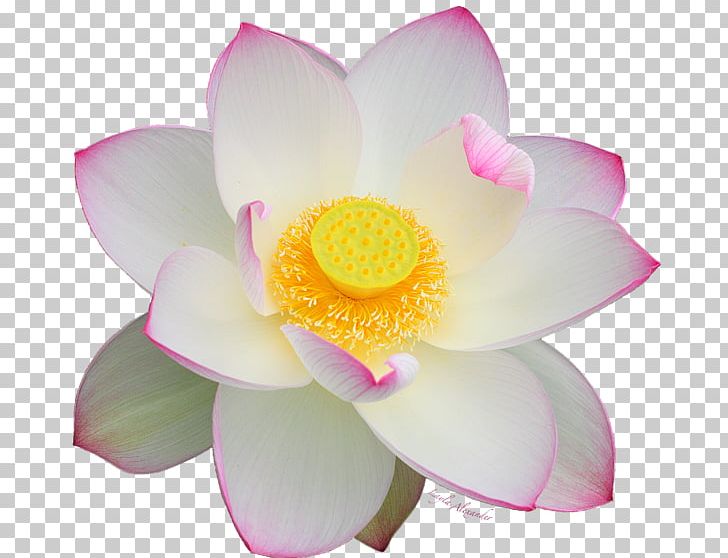 Nelumbo Nucifera Proteales Aquatic Plants Petal Flower PNG, Clipart, Aquatic Plant, Aquatic Plants, Family, Flower, Flowering Plant Free PNG Download