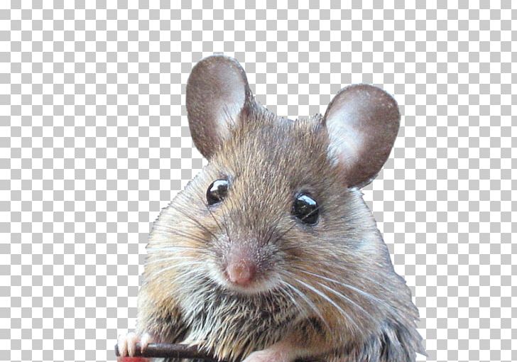 Rat Fancy Mouse Animal Pet Rodent PNG, Clipart, Animal, Animals, Chinchilla, Cockapoo, Degu Free PNG Download