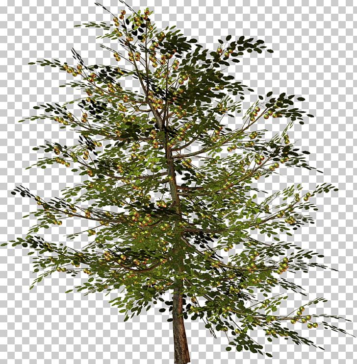 Tree Woody Plant Twig Branch PNG, Clipart, Blog, Branch, Evergreen, Flowering Plant, Larch Free PNG Download
