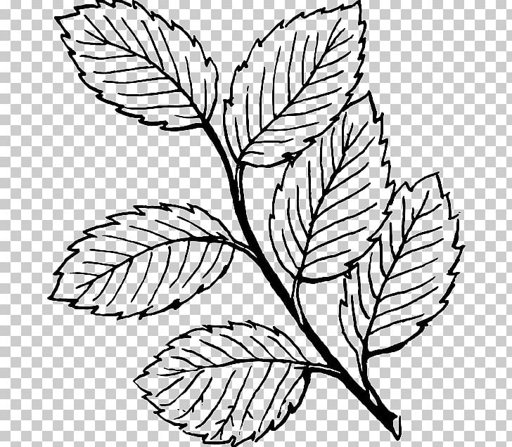 Leaf Line Art PNG, Clipart, Autumn, Autumn Leaf Color, Black And White, Branch, Commodity Free PNG Download