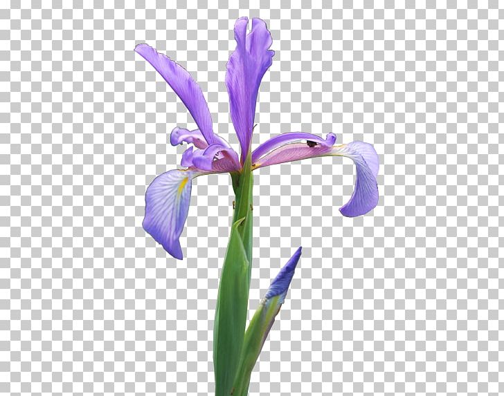 Northern Blue Flag Orris Root Plants Cut Flowers Rainbow PNG, Clipart, Borboleta, Color, Cut Flowers, Flower, Flowering Plant Free PNG Download