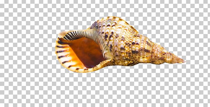 Seashell High-definition Television Beach WUXGA PNG, Clipart, Adornment, Aspect Ratio, Beach, Black Stripes, Coast Free PNG Download