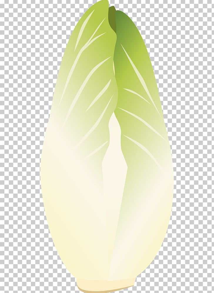 Chicory Spindle Apparatus Vegetable Leaf Illustration PNG, Clipart, Adobe Illustrator, Bladnerv, Budi Daya, Cabbage, Chicory Free PNG Download