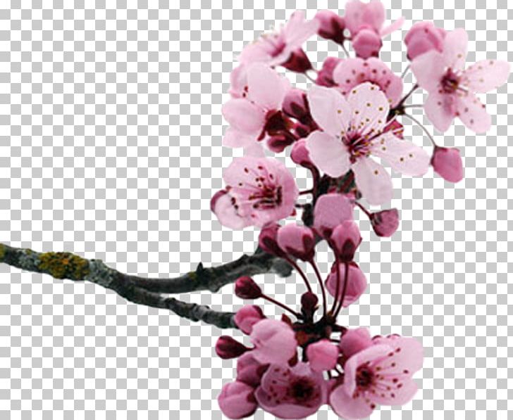 Cut Flowers Cherry Blossom Cerasus Petal PNG, Clipart, Blossom, Branch, Cerasus, Cherry, Cherry Blossom Free PNG Download