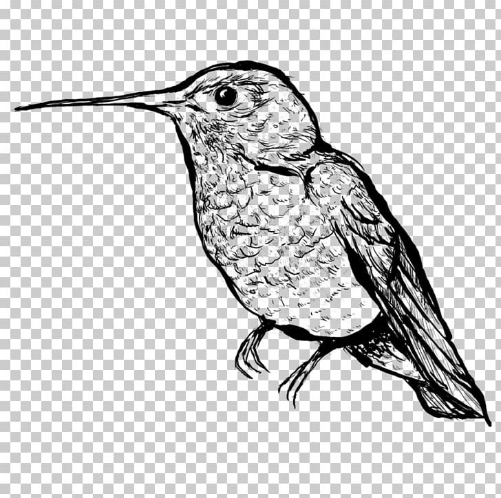 Hummingbird Beak Line Art Drawing PNG, Clipart, Art, Artwork, Beak, Bird, Black And White Free PNG Download