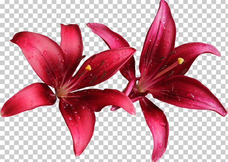 Lilium Flower Sticker PNG, Clipart, Clip Art, Cut Flowers, Desktop Wallpaper, Display Resolution, Download Free PNG Download