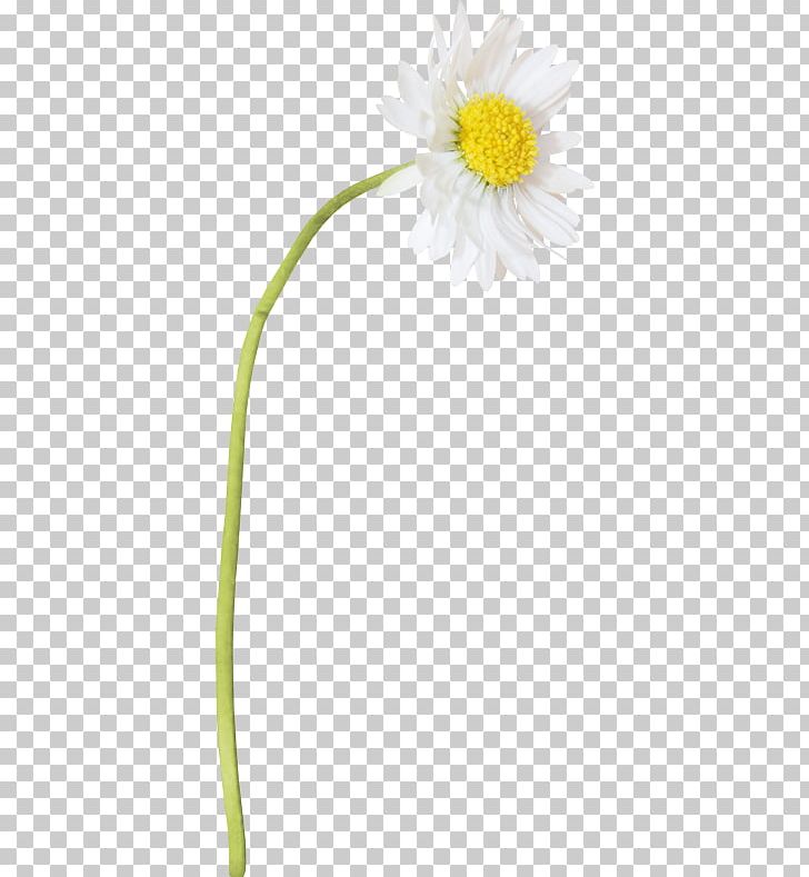 Oxeye Daisy Petal Flower Plant Stem PNG, Clipart, Advertising, Camomile, Daisy, Daisy Family, Dandelion Free PNG Download