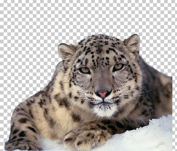 The Snow Leopard Felidae Cat PNG, Clipart, Animal, Animals, Big Cat, Big Cats, Carnivoran Free PNG Download