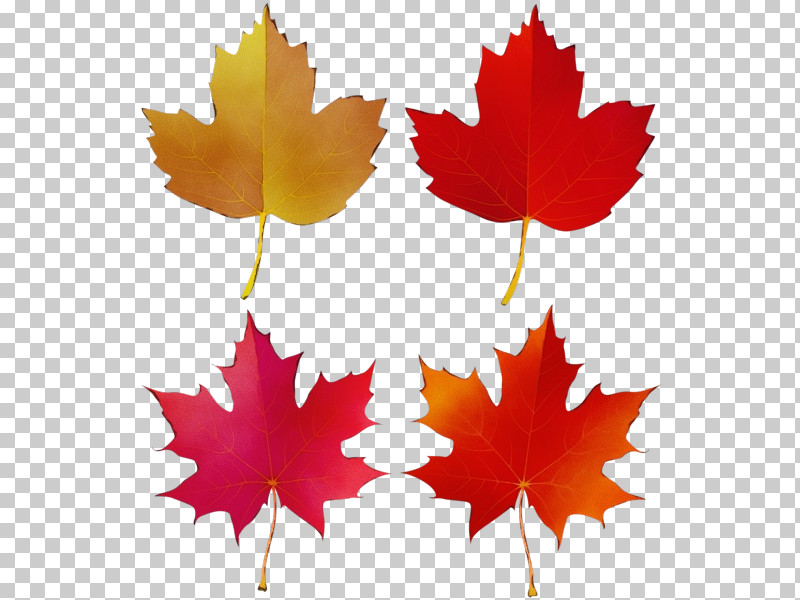 Leaf Maple Leaf / M Symmetry Tree Plant PNG, Clipart, Biology, Geometry, Leaf, Maple Leaf M, Mathematics Free PNG Download