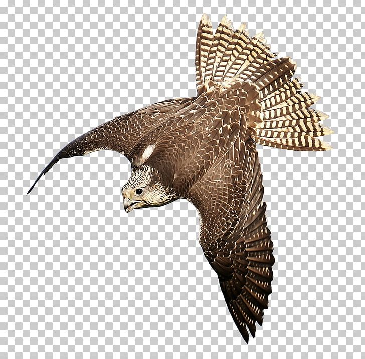 Bird Of Prey Falconry Hawk PNG, Clipart, Accipitriformes, Animal, Animals, Beak, Bird Free PNG Download