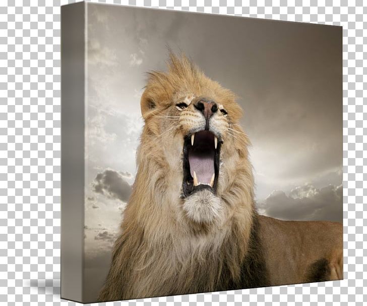 Lion Roar Leopard Nature Big Cat PNG, Clipart,  Free PNG Download